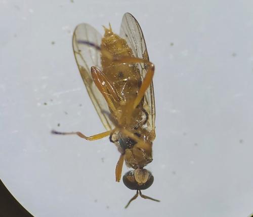 Réf. 311 474 : Chorisops tunisiae